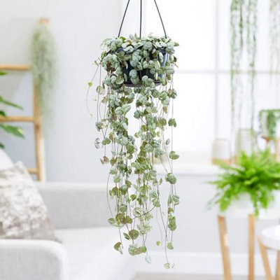Plant Theory String Of Hearts On A String Rosary Vine Ceropegia Linearis Woodii 30Cm Indoor Plant 14Cm Hanging Pot from B&Q
