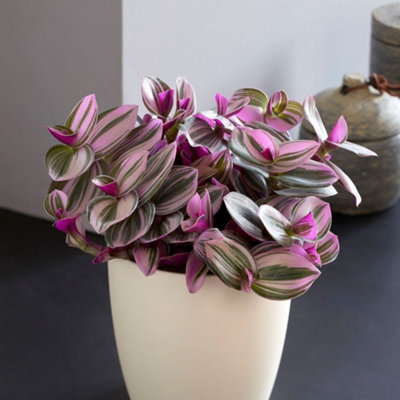 Primrose Tradescantia Fluminensis Nanouk Moses In The Cradle 12Cm Pot 20Cm Tall Foliage House Plants from B&Q