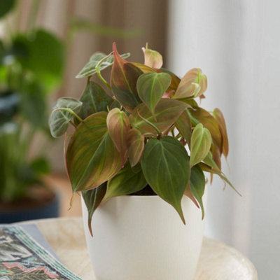 B&Q -  Philodendron Scandens Micans Sweetheart Plant Or Heart-Leaf 12Cm Pot 10Cm Tall Foliage House Plants