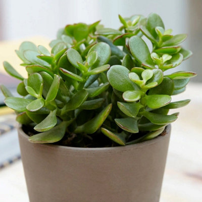 Primrose Crassula Ovata Friendship Tree Or Money Tree Or Jade Tree 12Cm Pot 15Cm Tall Foliage House Plants from B&Q