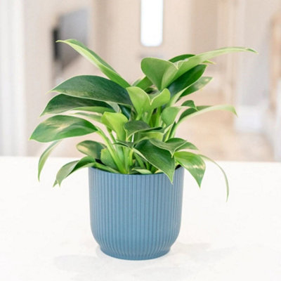 Primrose Green Philodendron Princess Sweetheart Plant Or Heart-Leaf Pot 30Cm Tall Foliage House Plants 11Cm
