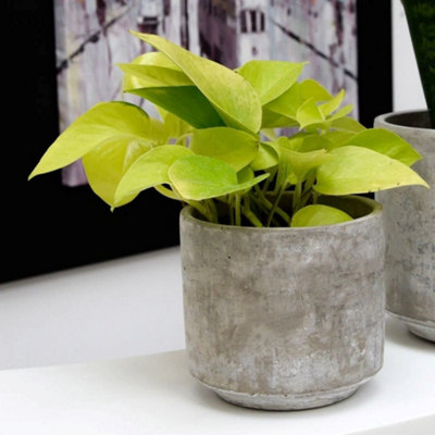 Primrose Epipremnum Pinnatum Golden Pothos Devils Ivy 12Cm Pot 15Cm Tall Foliage House Plants from B&Q