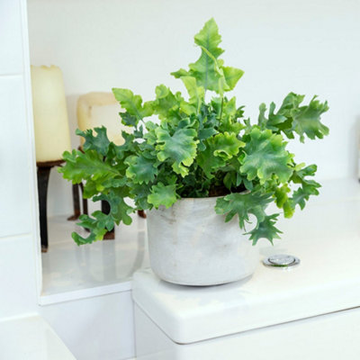 Primrose Phlebodium Aureum Davana Golden Polypody 12Cm Pot 30Cm Tall Foliage House Plants from B&Q