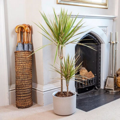 Primrose Dracaena Marginata Bicolor Dragon Tree 19Cm Pot 1.0M Tall House Plant from B&Q