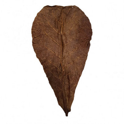 Betta Catappa Leaves Xl Pack Of 25  Ideal For Aquatic Habitats And Pet Care from B&Q