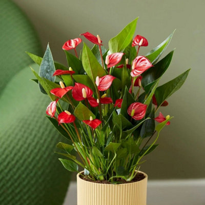 Primrose Anthurium Million Flowers Red Flamingo Flower 12Cm Pot 45Cm Tall Flowering House Plants from B&Q
