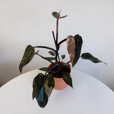 Plant Theory Philodendron Pink Princess Indoor 25Cm Plant 12Cm Pot from B&Q