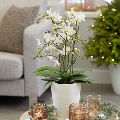 Primrose Phalaenopsis White Willd Orchid Moth Orchid 12Cm Pot 35Cm Tall Indoor Orchids from B&Q
