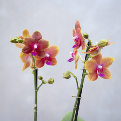Primrose Phalaenopsis Bolgheri Scented Moth Orchid 12Cm Pot 50Cm Tall Indoor Orchids from B&Q