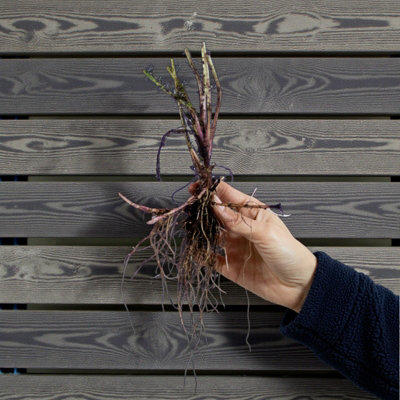 9 x Achillea Yarrow White Beauty Bare Roots for Planting - White Summer ...