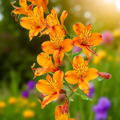 9 x Alstroemeria Orange King Bare Root - Long Flowering Peruvian Lily ...
