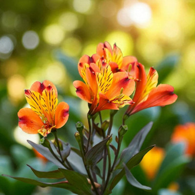 9 x Alstroemeria Orange King Bare Root - Long Flowering Peruvian Lily ...