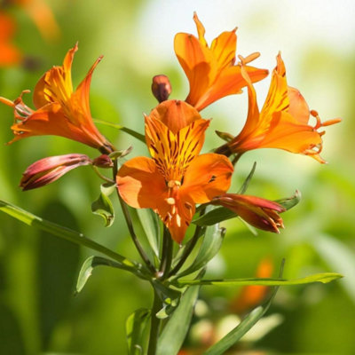 9 x Alstroemeria Orange King Bare Root - Long Flowering Peruvian Lily ...