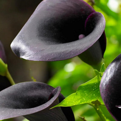 9 x Calla Lily Cantor Bulbs - Black Summer Flowering Zantedeschia Corms