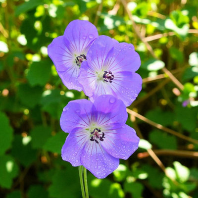 9 x Geranium Rozanne Bare Root - Hardy Violet Blue Ground Cover ...