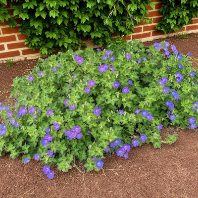 9 x Geranium Rozanne Bare Root - Hardy Violet Blue Ground Cover ...