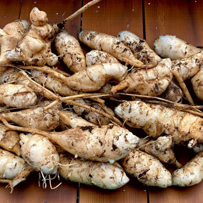 9 x Jerusalem Artichoke Bare Roots for Planting - Helianthus tuberosus ...