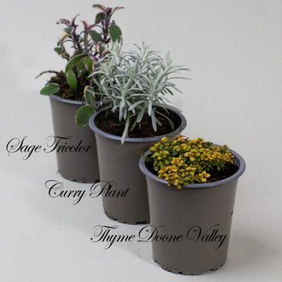 9 x Mixed Herbs in 9cm Nursery Pots