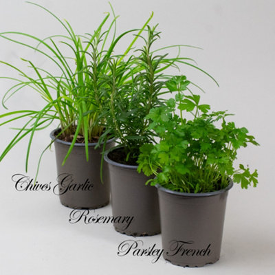 9 x Mixed Herbs in 9cm Nursery Pots