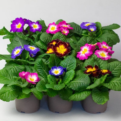 9 x Primrose Plants Primula Megan Elcora in 10.5cm Pots