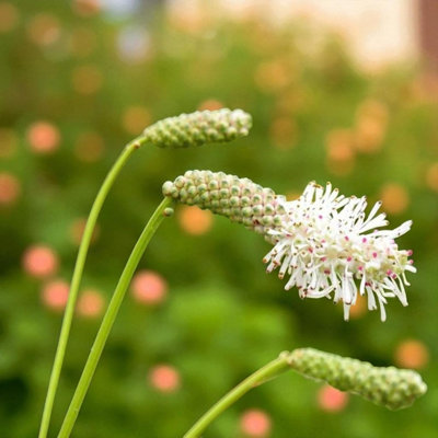 9-x-sanguisorba-alba-bare-root-white-airy-bottlebrush-blooms-for-summer