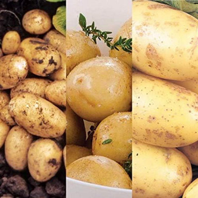 9 x Seed Potato Mix Including Maris Peer - Charlotte - Pentland Javelin