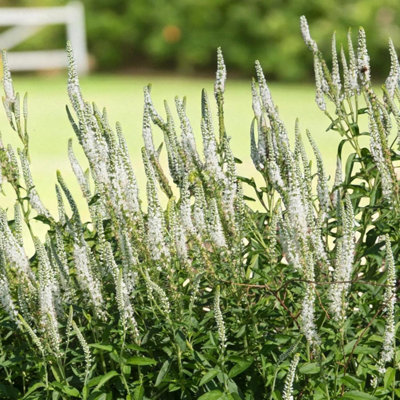 9 x Veronica Schneeriesin Bare Root White Flowering Speedwell Hardy ...
