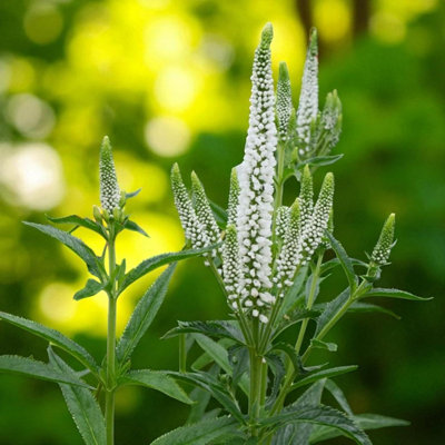 9 x Veronica Schneeriesin Bare Root White Flowering Speedwell Hardy ...