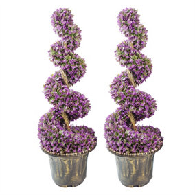 90cm Pair of Purple Large Leaf Spiral Topiary Trees with Decorative Planters