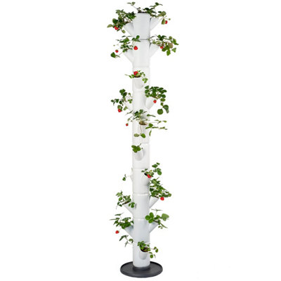 Gusta Garden White Sissi Strawberry Easy-Watering Strawberry Tree - Infinity - Image 4