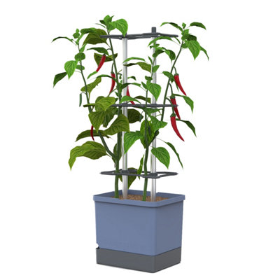 Brand Blue Charly Chili Chili Pot With Water Tank & Climbing System - Regular