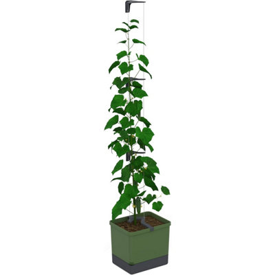 Gusta Garden Curt Cucumber PotSelf Watering Planter Pot With Trellis For Cucumbers20L Soil Capacity (Green) from B&Q