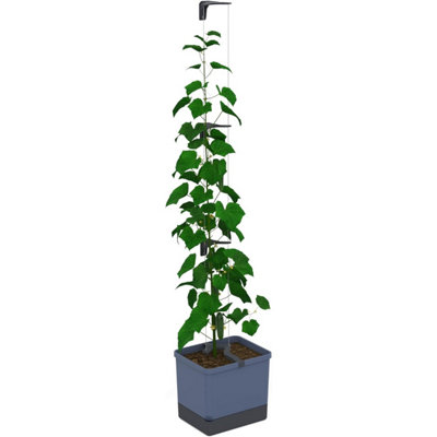 Gusta Garden Curt Cucumber PotSelf Watering Planter Pot With Trellis For Cucumbers20L Soil Capacity (Blue) from B&Q