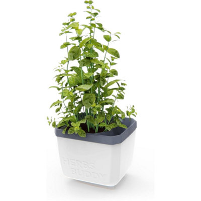 Gusta Garden Herbs Buddy Self-Watering Planter Pot For HerbsSpecial Water Level Indicator (1 PackWhite) from B&Q