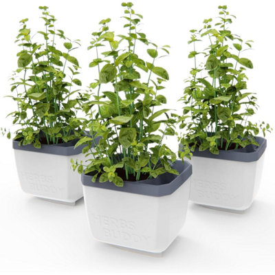 Gusta Garden Herbs Buddy Self-Watering Planter Pot For HerbsSpecial Water Level Indicator (3 PackWhite) from B&Q
