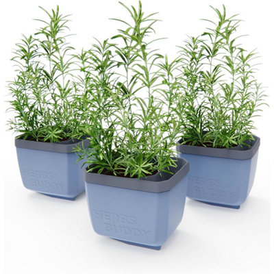 Gusta Garden Herbs Buddy Self-Watering Planter Pot For HerbsSpecial Water Level Indicator (3 PackBlue) from B&Q