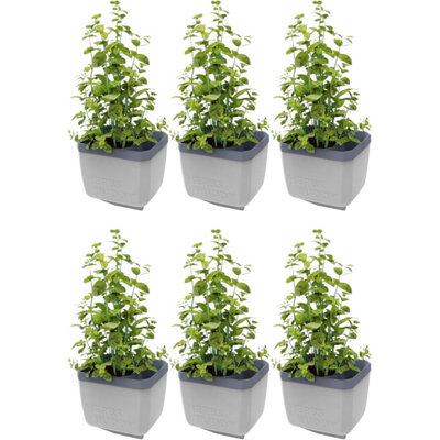 B&Q -  Herbs Buddy Self-Watering Planter Pot For HerbsSpecial Water Level Indicator (6 PackLight Grey)