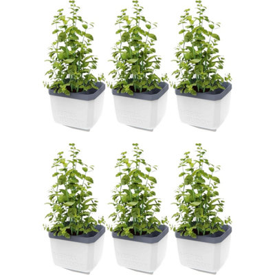Gusta Garden Herbs Buddy Self-Watering Planter Pot For HerbsSpecial Water Level Indicator (6 PackWhite) from B&Q