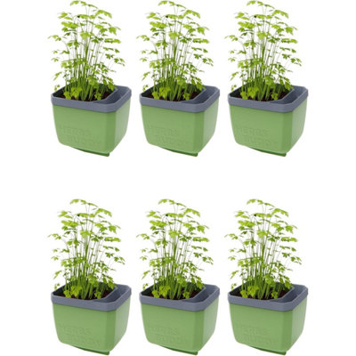 B&Q -  Herbs Buddy Self-Watering Planter Pot For HerbsSpecial Water Level Indicator (6 PackDark Green)