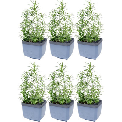 Gusta Garden Herbs Buddy Self-Watering Planter Pot For HerbsSpecial Water Level Indicator (6 PackBlue) from B&Q