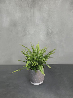 Indoor Houseplants With Ceramic PotReal Indoor Plant For HomeBedroomKitchen And Living Room from B&Q