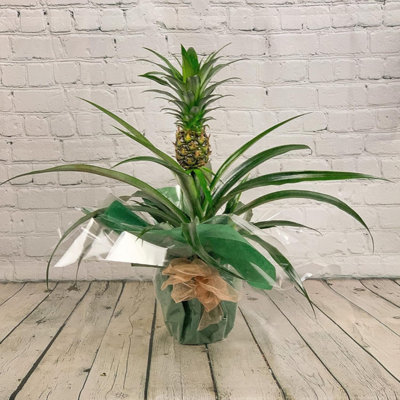 Pineapple Flowering Real Houseplant Real Indoor Plant For OfficeHomeBedroomKitchen And Living Room from B&Q