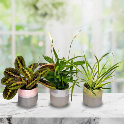 B&Q Air Purifying Indoor Plants, Mix Of 3 House Plants In 12Cm Pots, Peace Lily, Spider Plant, Prayer Plant, Real Plants To Grow