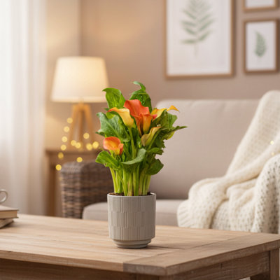  - Orange Calla Lily PlantElegant Indoor Flower By Luxe Leaf Plants Uk On