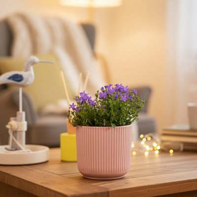  - Campanula Plant With PotPremium Blooms By Luxe Leaf Plants Uk