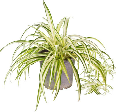 All OccasionsChlorophytum VariegatumSpider Plant Real Indoor Plant from B&Q