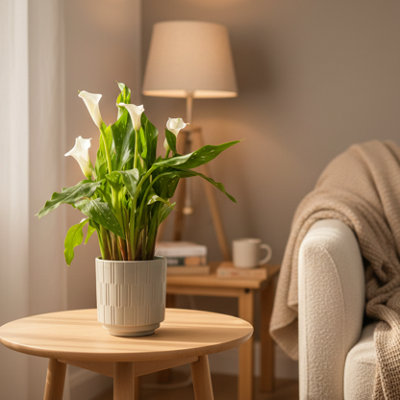  - White Calla Lily PlantElegant Blooms By Luxe Leaf PlantsFresh Flower Gift For Home & Garden Decor