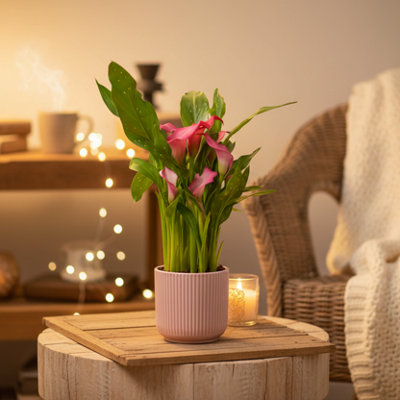  - Pink Calla Lily Plant With Decorative PotElegant Indoor Flower By Luxe Leaf Plants Uk