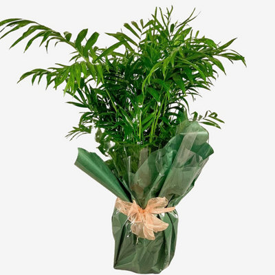 Soft Palm Plant 80Cm Tall Houseplant Real Indoor Plant For OfficeHomeBedroomKitchen And Living Room from B&Q