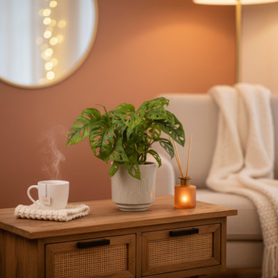 Trailing Monstera Leaf PlantExotic Indoor Houseplant For Stylish DecorationLuxe Leaf Plants Uk from B&Q